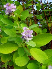 Codariocalyx gyroides