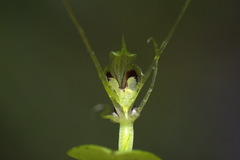 Corybas dienemus