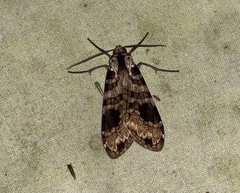 Elysius melanoplaga