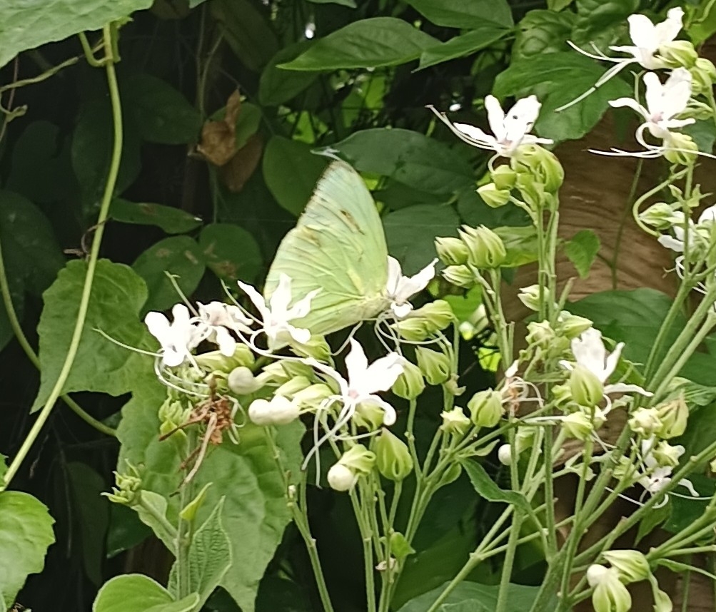 Lemon Emigrant