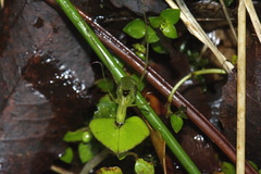 Corybas dienemus
