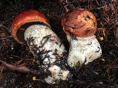 Leccinum ponderosum