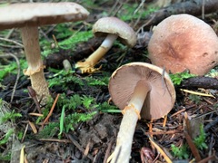 Agaricus kerriganii