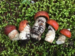 Leccinum ponderosum