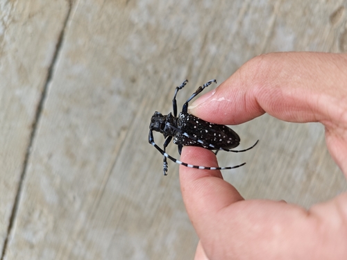 Citrus Longhorn Beetle