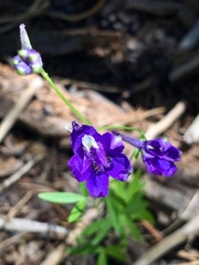Delphinium depauperatum