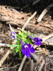 Delphinium depauperatum