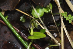 Corybas dienemus