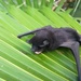Black Bonneted Bat - Photo (c) marcheloi, some rights reserved (CC BY-NC), uploaded by marcheloi