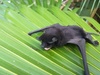 Murciélago con Bonete Negro - Photo (c) marcheloi, algunos derechos reservados (CC BY-NC), subido por marcheloi