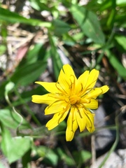 Phalacroseris bolanderi