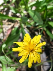 Phalacroseris bolanderi