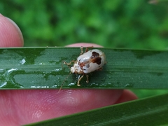 Acrocyum dorsalis