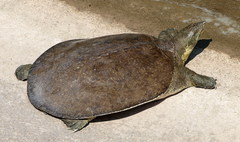 Apalone spinifera pallida