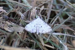 Elophila rivulalis