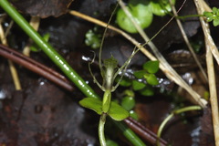 Corybas dienemus