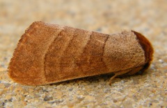 Datana integerrima
