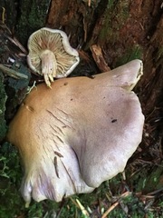 Gymnopilus punctifolius