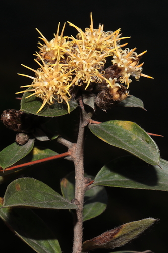 Dasyphyllum ferox, photograph 3
