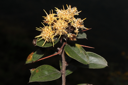 Dasyphyllum ferox, photograph 4