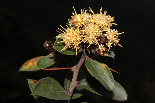 Dasyphyllum ferox, photograph 5