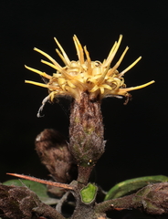 Dasyphyllum ferox, photograph (c) Paúl Gonzáles, some rights reserved (CC BY)