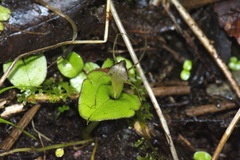 Corybas dienemus