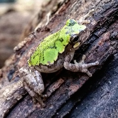 Hyla avivoca