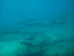 Lutjanus novemfasciatus