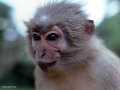 Sanje Mangabey photo 1