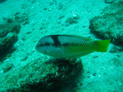 Halichoeres nicholsi