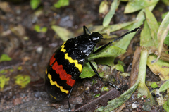 Erotylus buckleyi