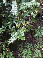 Zanthoxylum foliolosum