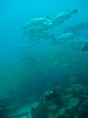 Lutjanus novemfasciatus