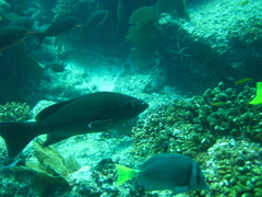 Mycteroperca rosacea