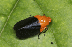 Sphenorhina rhodopepla