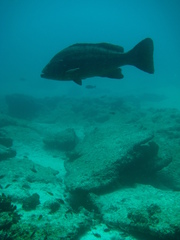 Mycteroperca rosacea