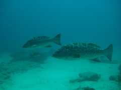 Mycteroperca rosacea