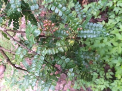 Zanthoxylum foliolosum