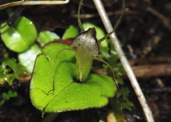 Corybas dienemus