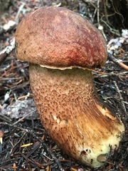 Leccinum ponderosum
