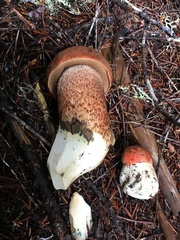 Leccinum ponderosum