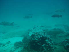 Mycteroperca rosacea