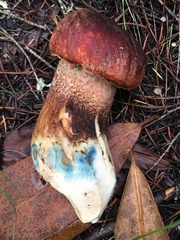 Leccinum ponderosum