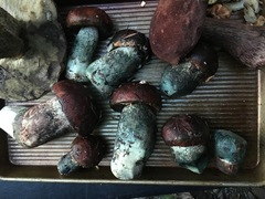 Leccinum ponderosum