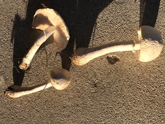 Leucoagaricus leucothites