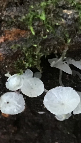 Delicatula integrella