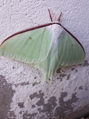 Actias