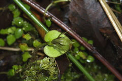 Corybas dienemus