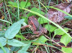 Incilius bocourti
